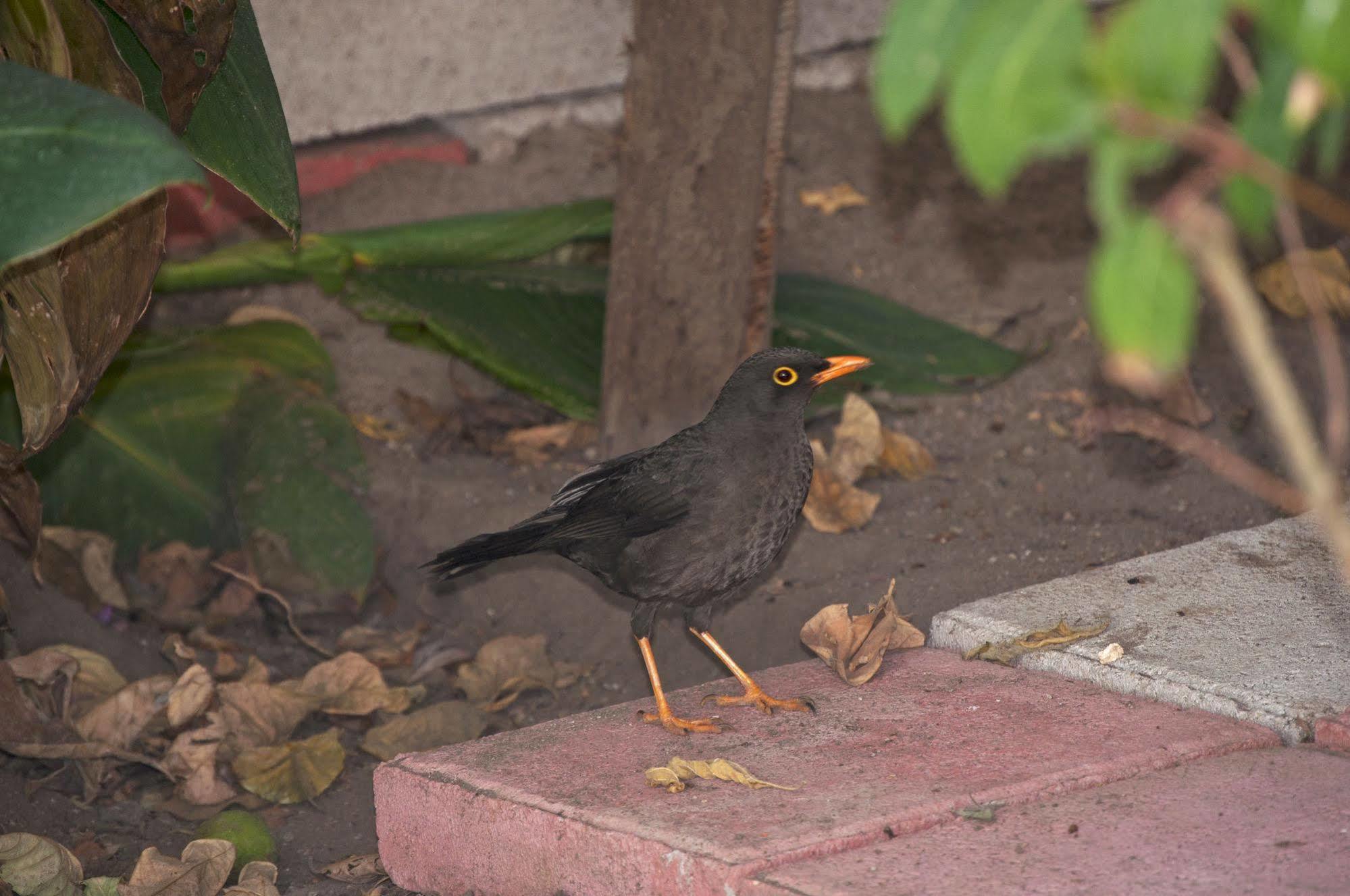 Hostal El Parque ตาบาเบลา ภายนอก รูปภาพ